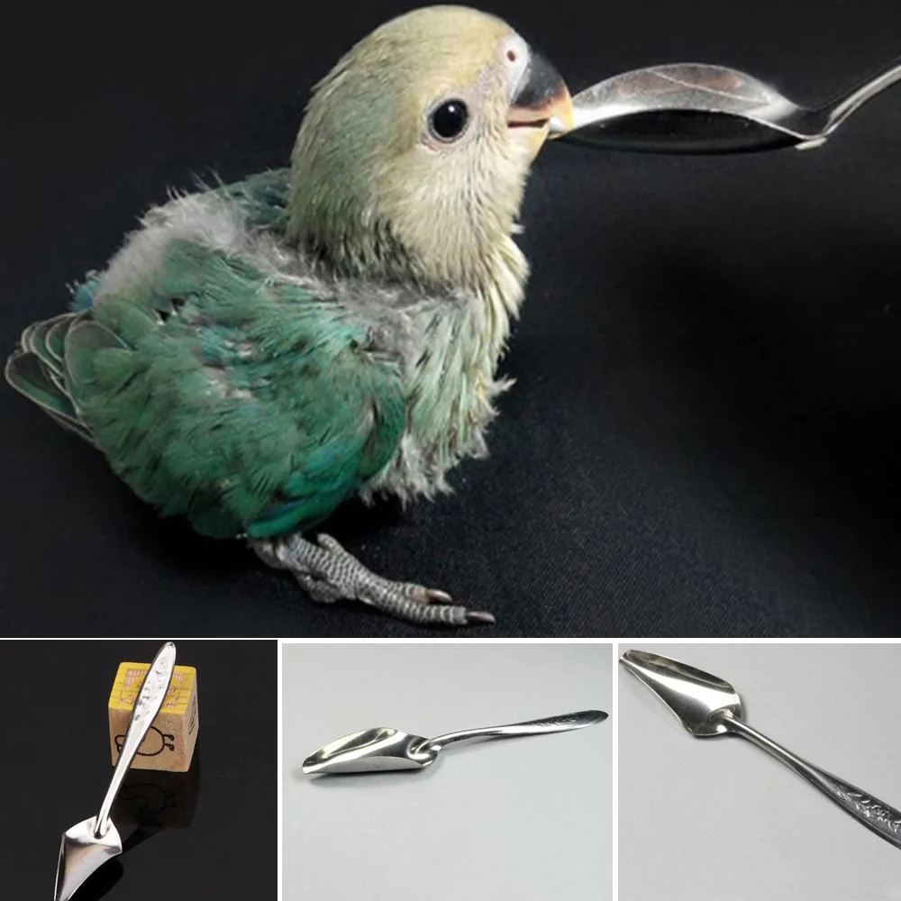 

Bird Parrot Feeding Spoon Stainless Steel Water Milk Powder Feeding Pet Parrot Chicks Spoon Bird Parrot Supplies