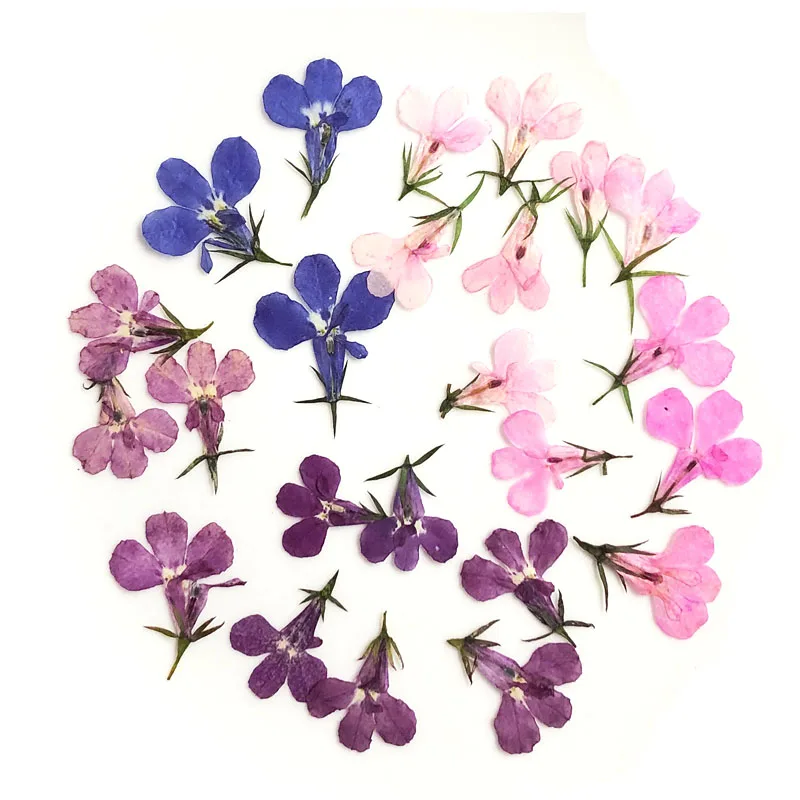 

500pcs Pressed Dried Lobelia Erinus Flower Plant Herbarium For Jewelry Postcard Invitation Card Phone Case Bookmark Craft&Art