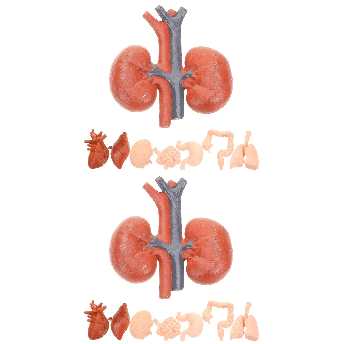 

16 Pcs Human Organ Model Anatomical Decorating Tools Props Artificial Teaching Doctors Pvc Stomach Child Mannequin
