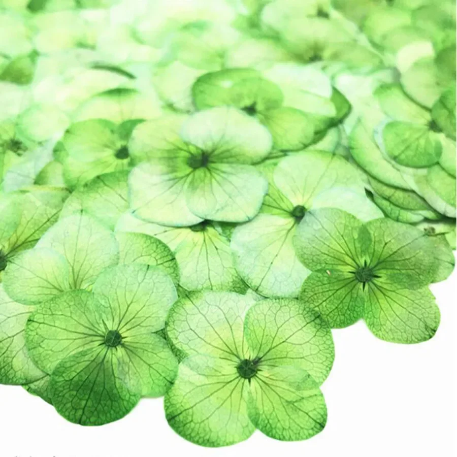 60X прессованный высушенный впитываемая Гортензия крупнолистная Цветочные