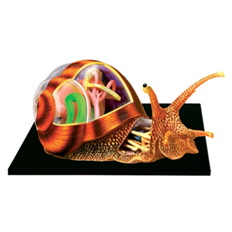 

Puzzle Assembling Toy Simulation Animal Biological Snail Organ Anatomy Teaching Model