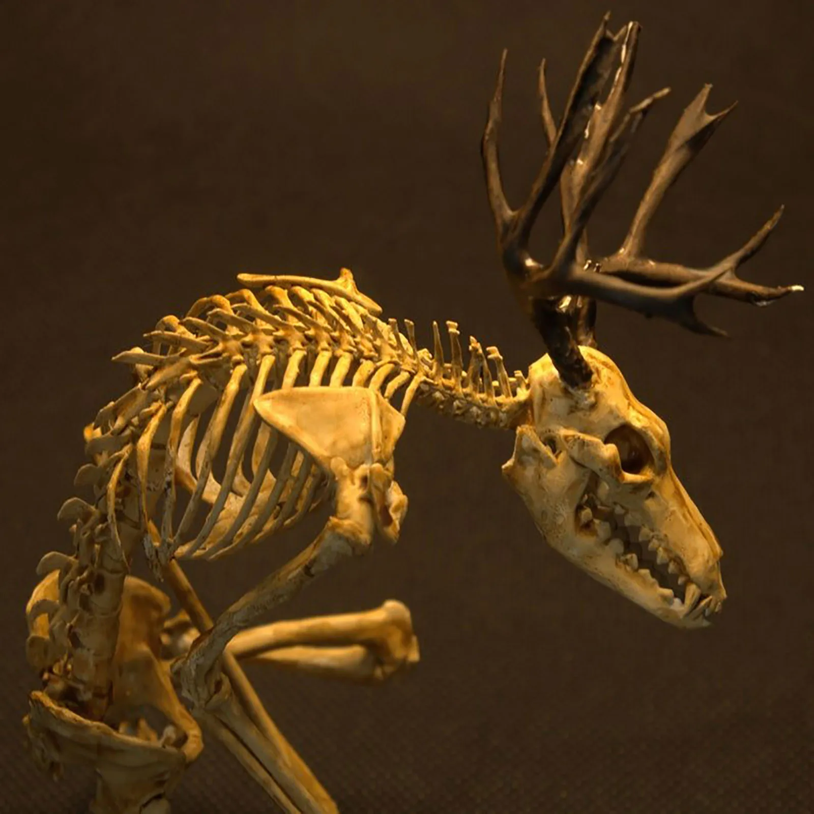 Таинственный Скелет из вэньдиго шкаф для любопытства модель ископаемого черепа