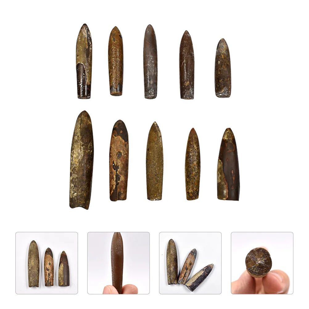

Creative Belemnite Fossil Sample Palaeo-ocean Animal Science Teaching Material