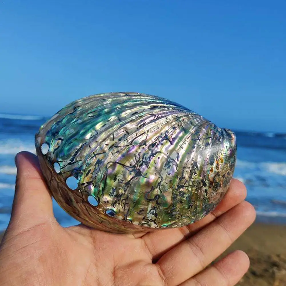 

Abalone Shell Polished Paua Rainbow Sea Green Blue Wedding Party Decoration Festival Beach Ornaments Natural Craft Shell P7L2