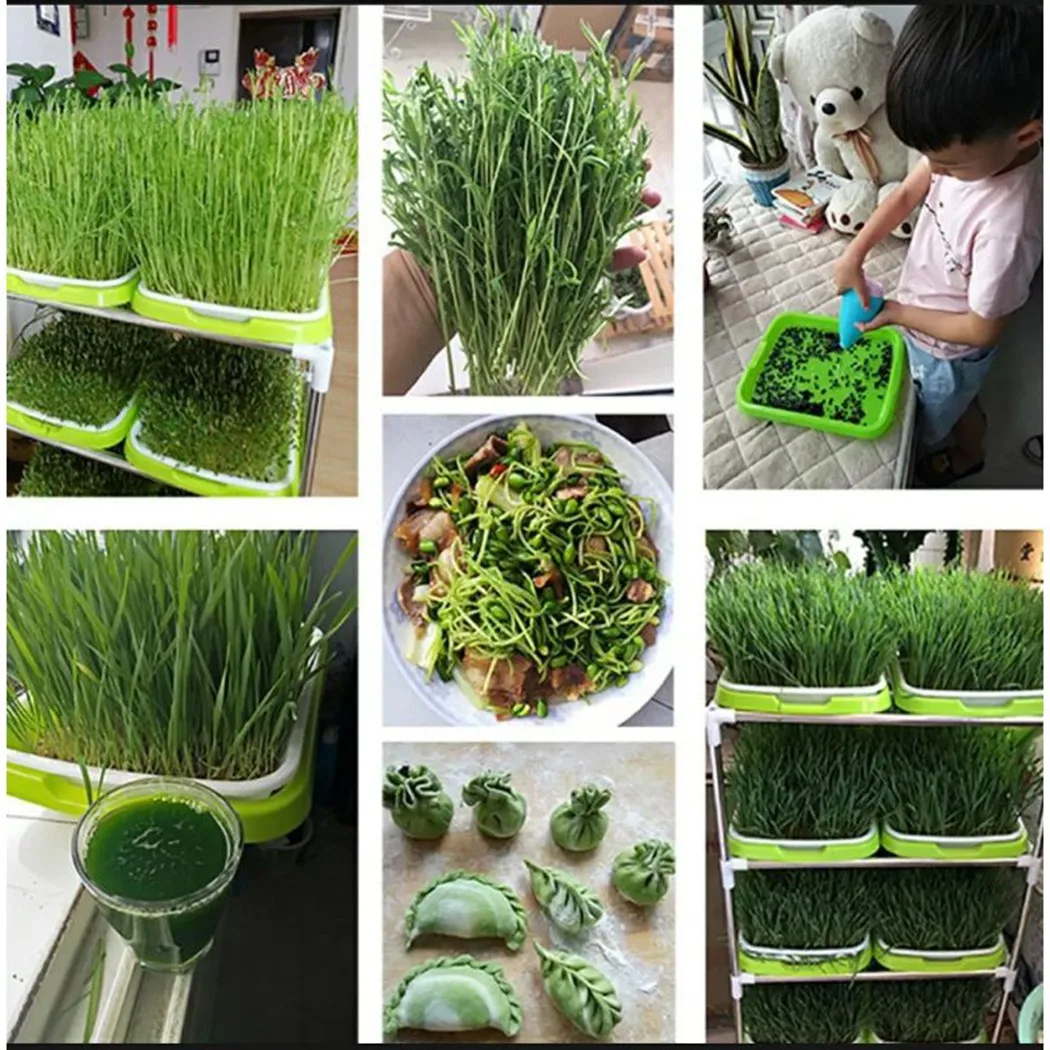 

Microgreens Hydroponic Sprouting Tray For Sprouts Vegetable Beans Cat Grass Germination Nursery Pot 33cmx26cmx5cm Garden Tools