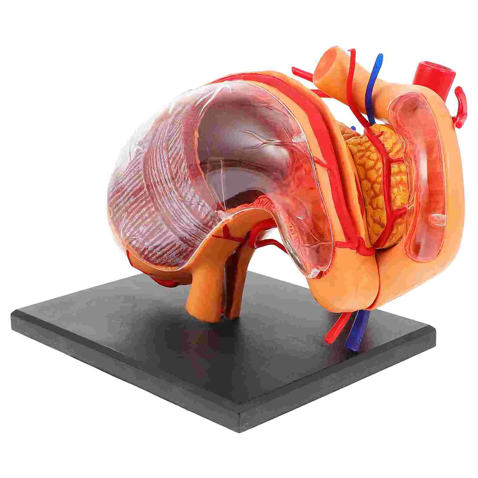 

Organ Anatomy Model Biological Stomach Anatomical Plastic Mannequin Sciences Teaching Aid Kids Lifelike Supply Aids Esophagus