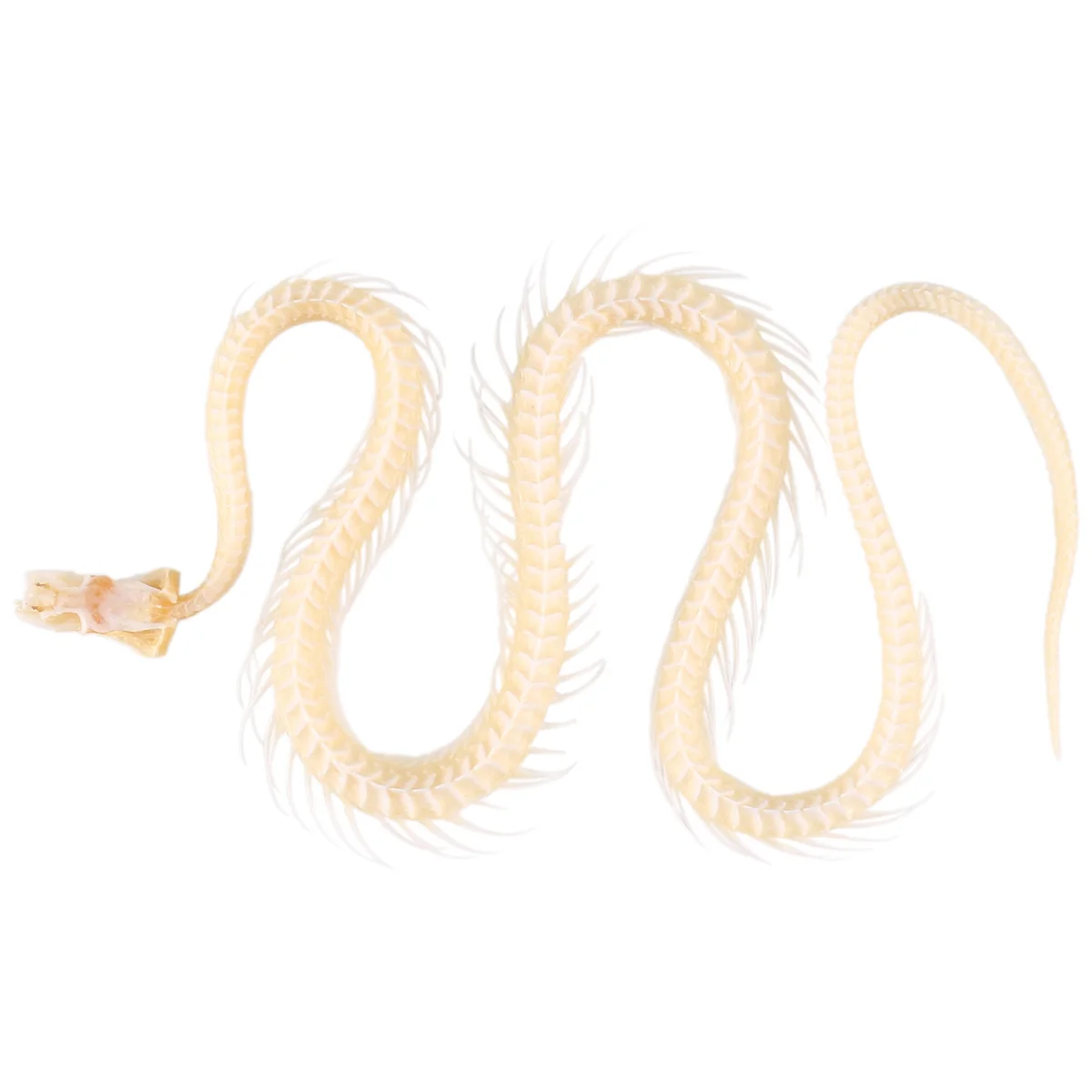 

Real Snake Skeleton Animal Specimen in Science Classroom Specimens for Science Education