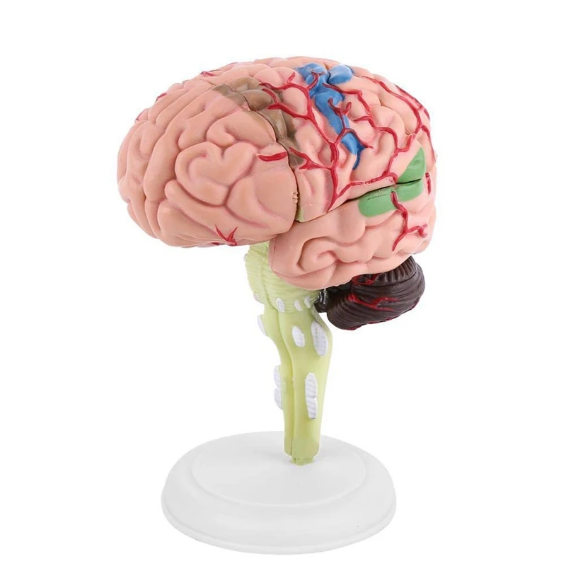 

Disassembled Human Brain Model Structural Anatomy Teaching Learning Tool