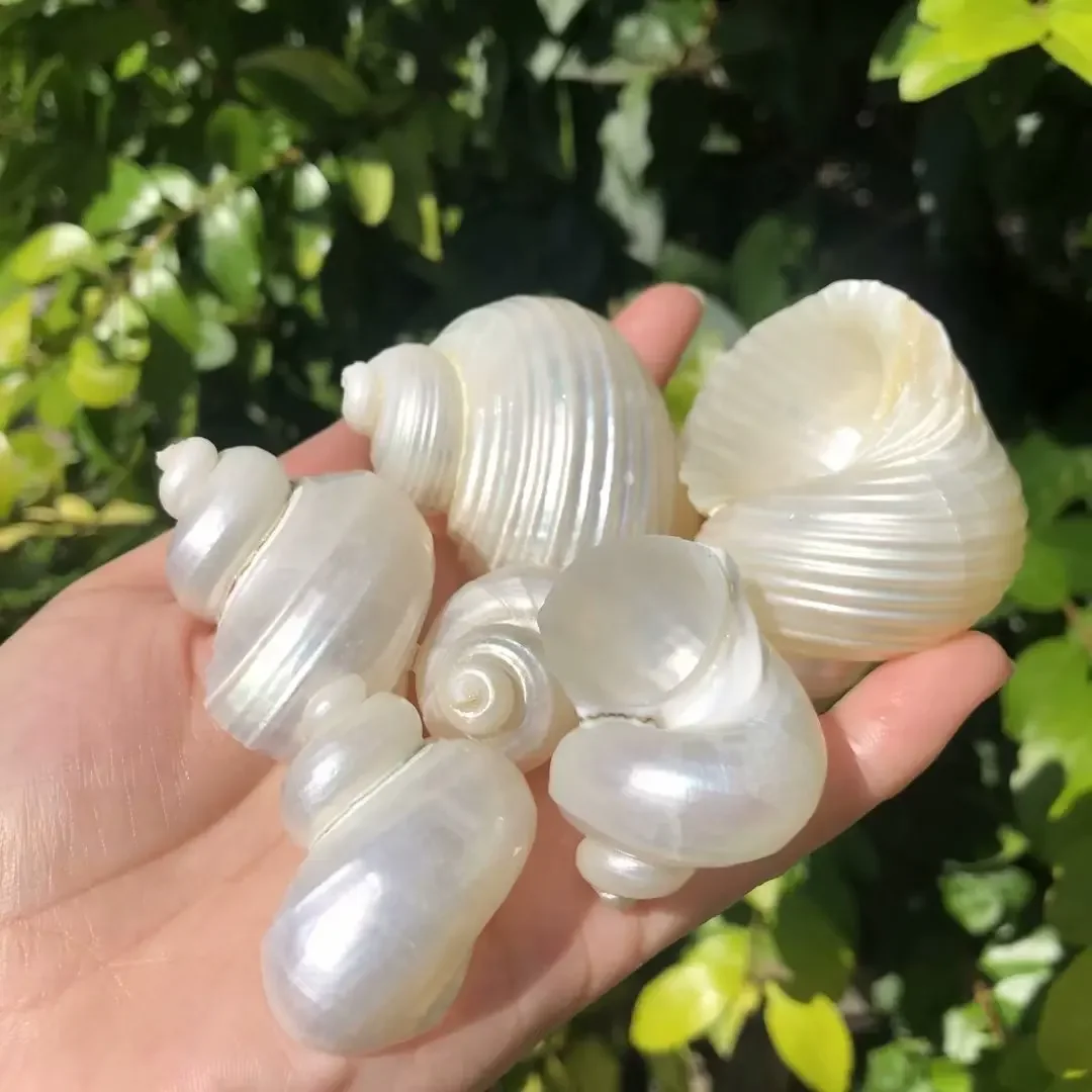 

Ракушка для краба