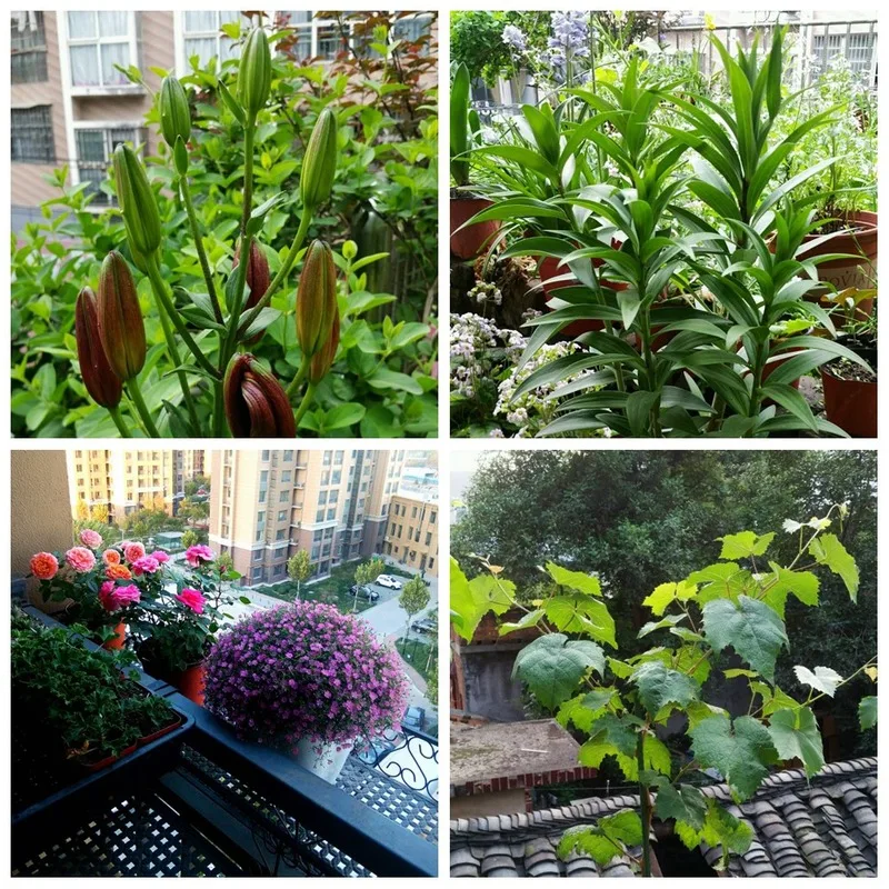 25 г зеленые листья листьев пищевые микроэлементы водорастворимое удобрение