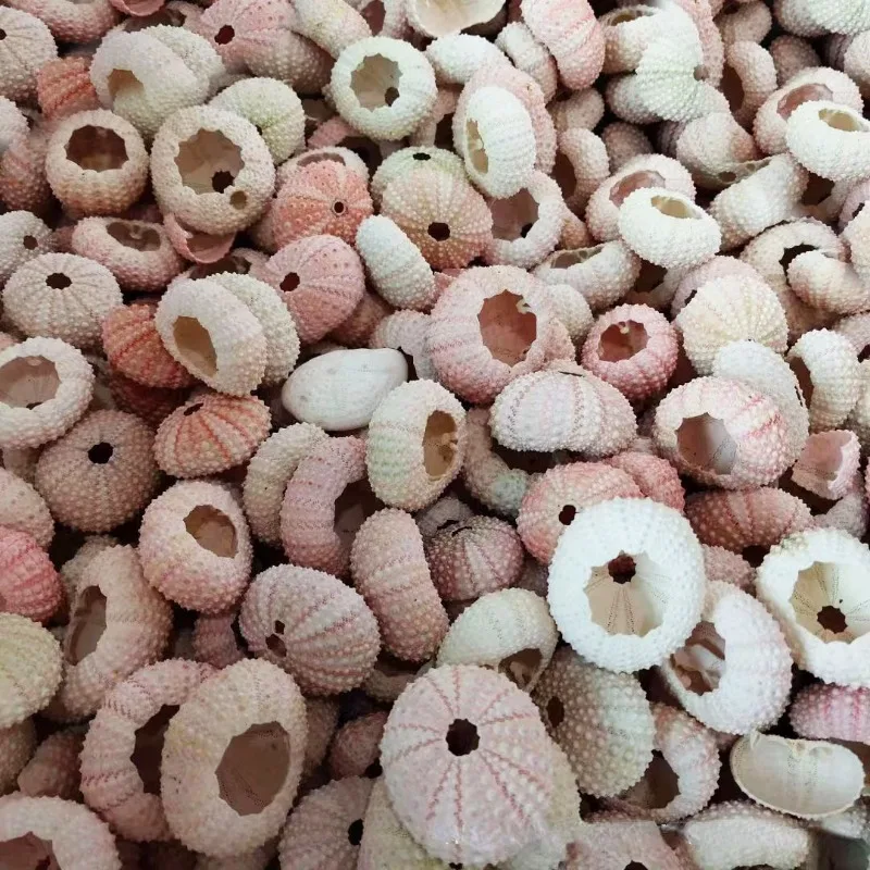 Розовые морские ракушки для суккулентов свадебные украшения морского урчина