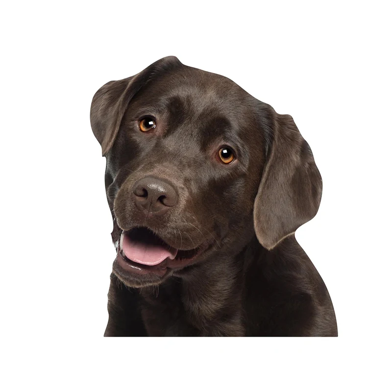 Наклейка для автомобиля водостойкая из лабрадора V1358