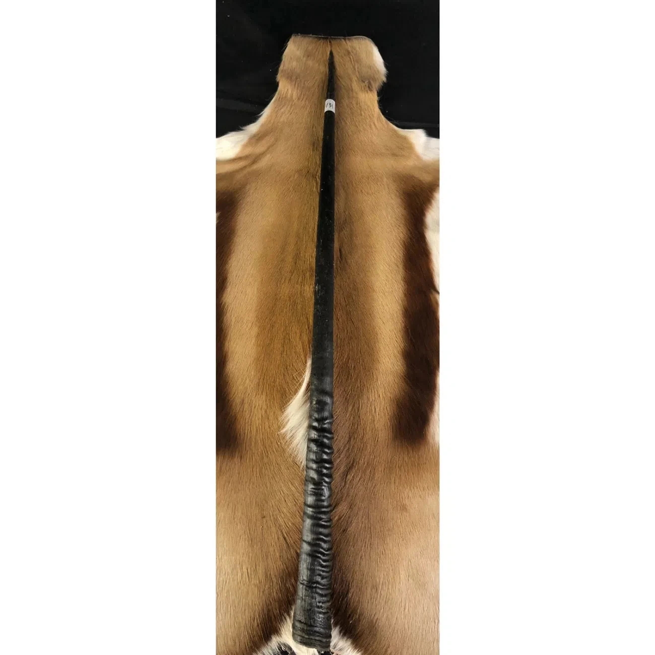 South Africa Imported African Oryx Horn Background Wall Wall Hanging Decoration Bar Artifact Nordic Style Collection Gifts