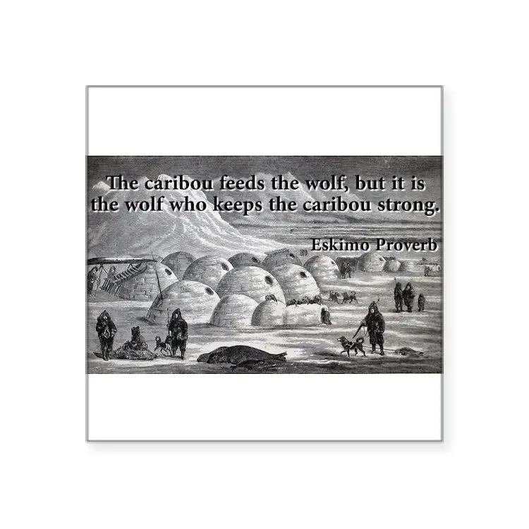 

Квадратная наклейка с изображением царапин из пословицы «волк» для портативного автомобиля, милый модный чемодан с изображением героев му...