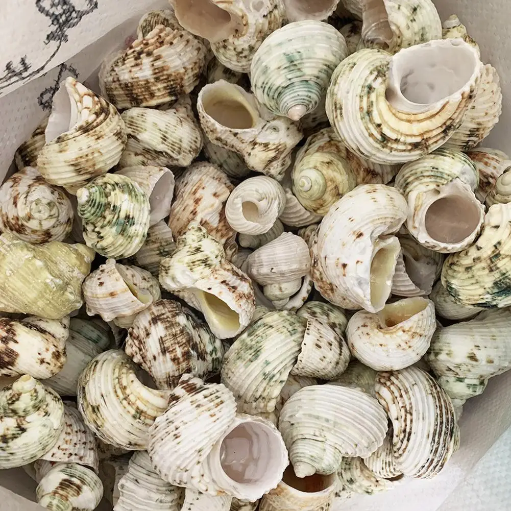 

Natural Yellow Mouth Turban Snail Hermit Crab Replacement Fish Green Turban Roll Snail Hermit M3p8