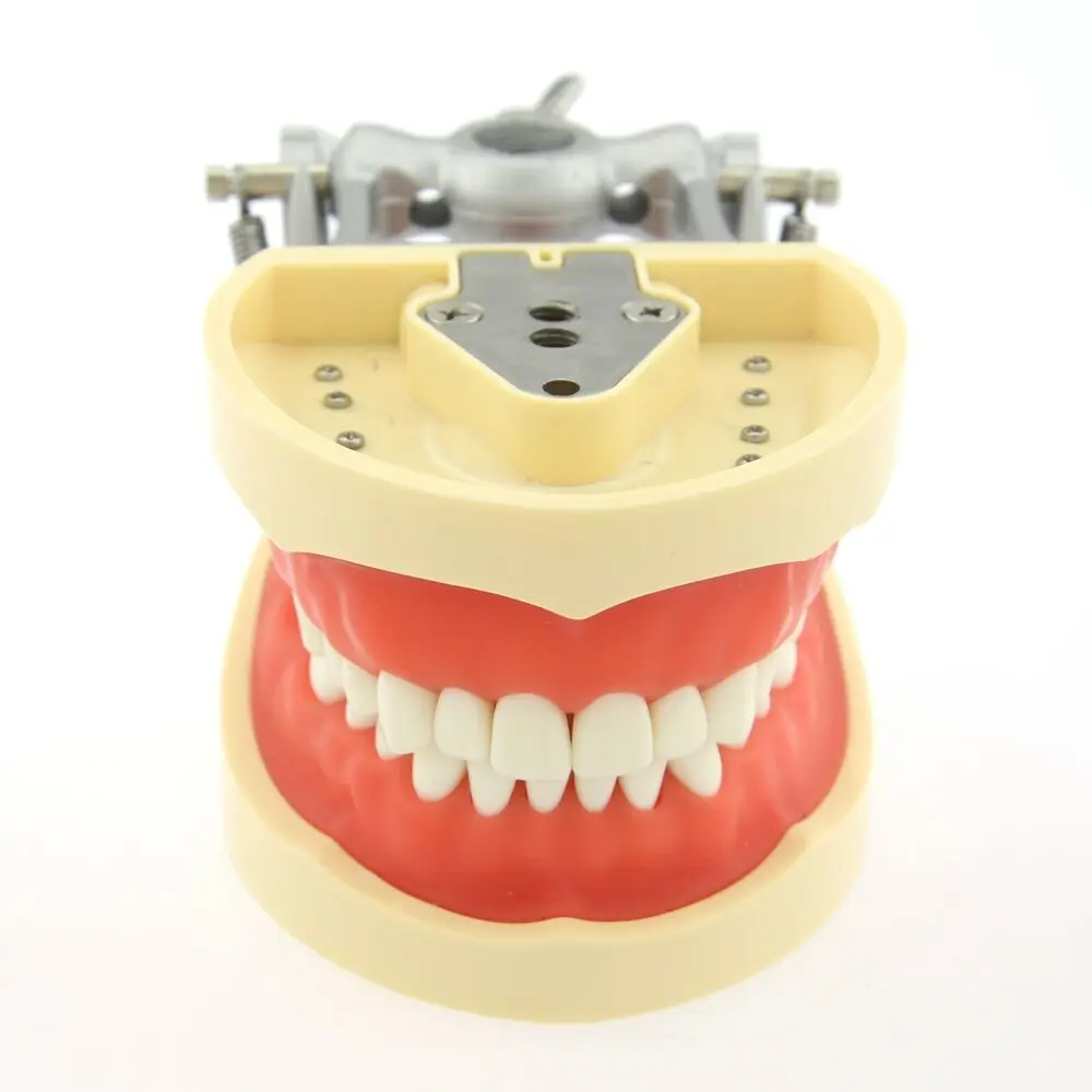 Kilgore Nissin 200 Type Dental Typodont Model 32pcs Removable Teeth
