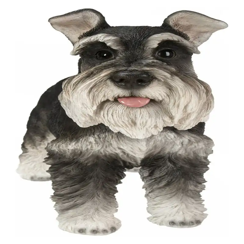 

MINIATURE SCHNAUZER