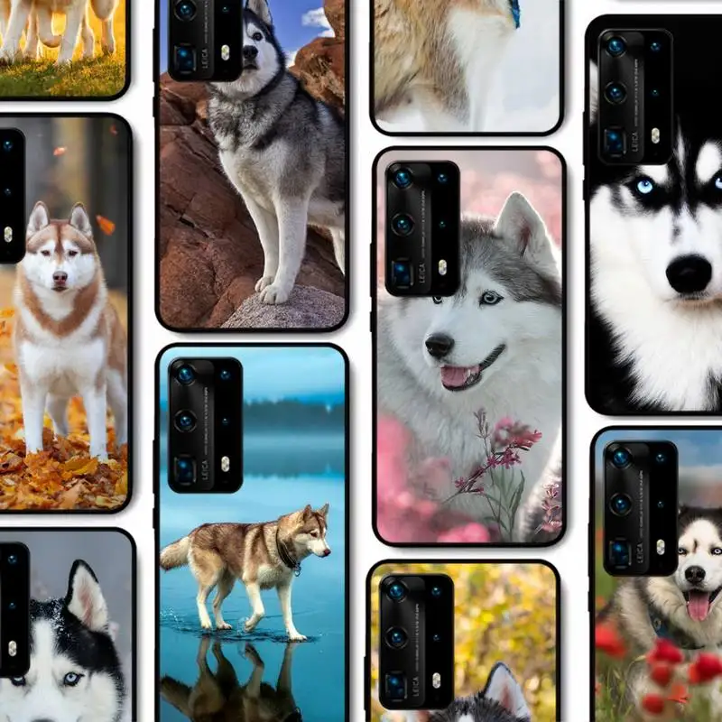 

Alaskan Huskies dog Phone Case for Huawei P30 40 20 10 8 9 lite pro plus Psmart2019