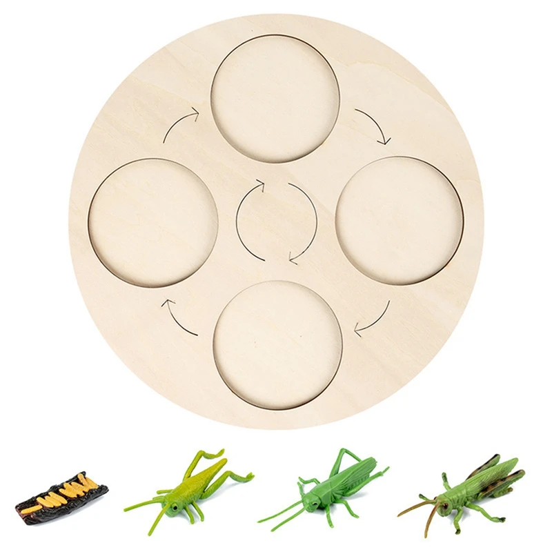 

Grasshopper Life Cycle Board Set Lifestyle Stages Kids Teaching Tools Animal Growth Cycle Educational Toys