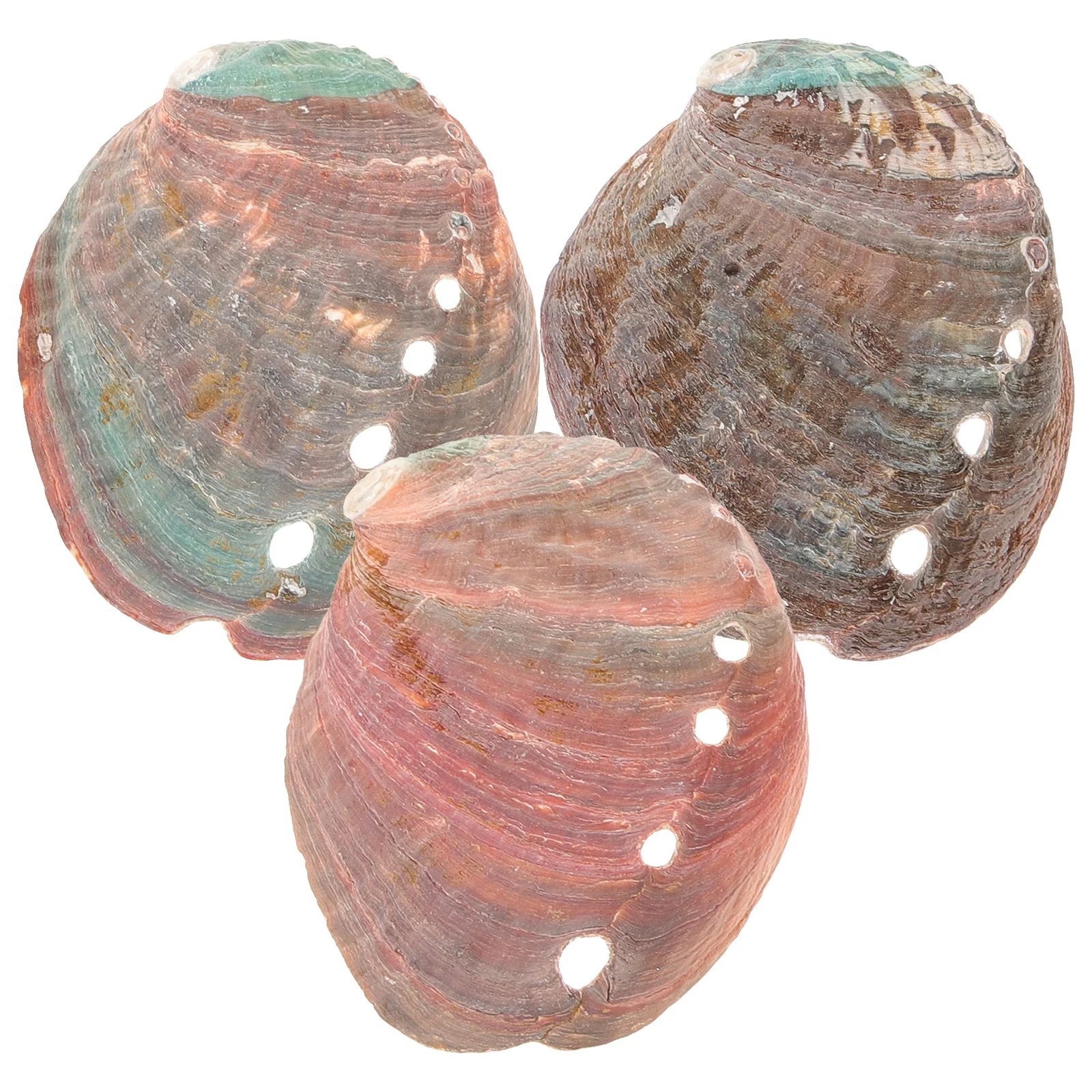 

3 Pcs Fish Tank Kit Abalone Shell Decoration Smudge Bowl Holder Aquarium Stick Natural