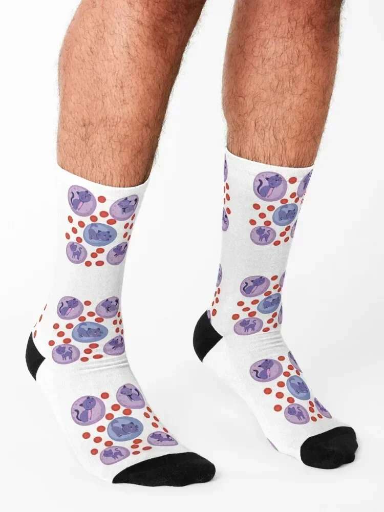 Забавные гематологические кошки - Клетки с белой кровью кошка WBCs MLS Кошки кошачий