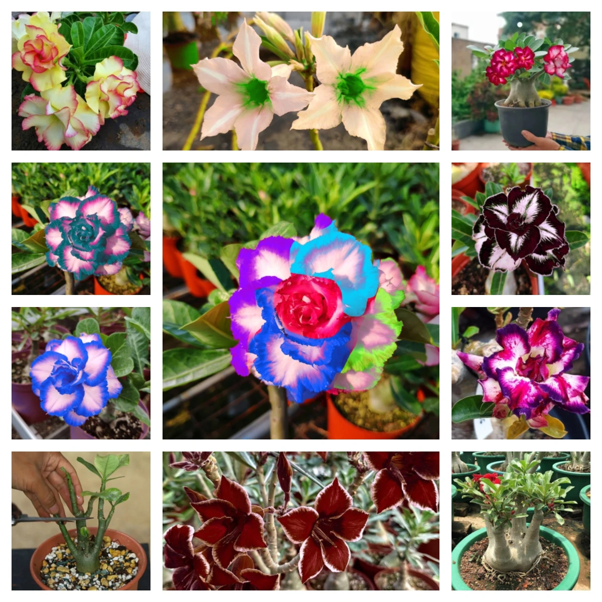 

2Pcs Rainbow Adenium Obesum Home Furniture Perfume Rose Tree Perennial Desert Rose Wood Bathroom Cabinet D7M-Z