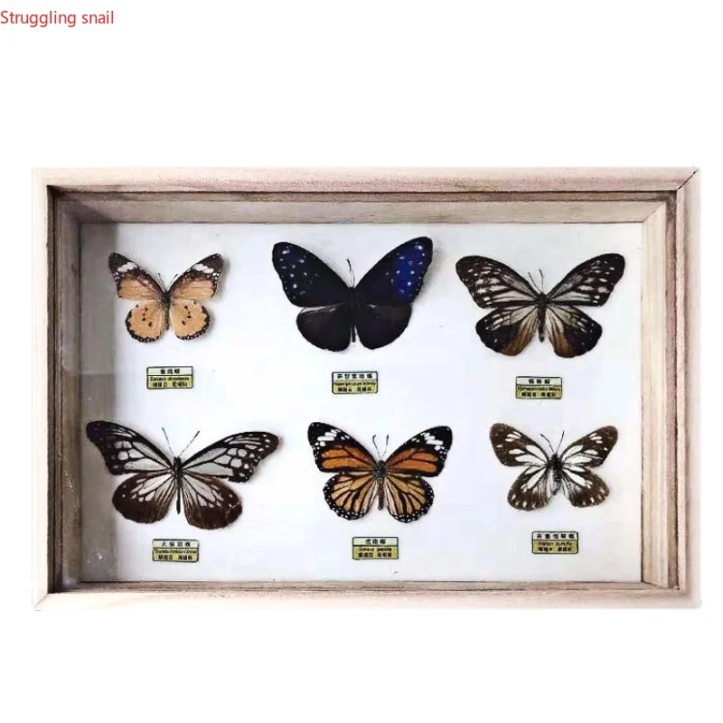 

Real Butterfly Specimens Ornaments Real Butterfly Insect Specimens Spreading Wings Specimen Box Monarch Butterfly Decoration