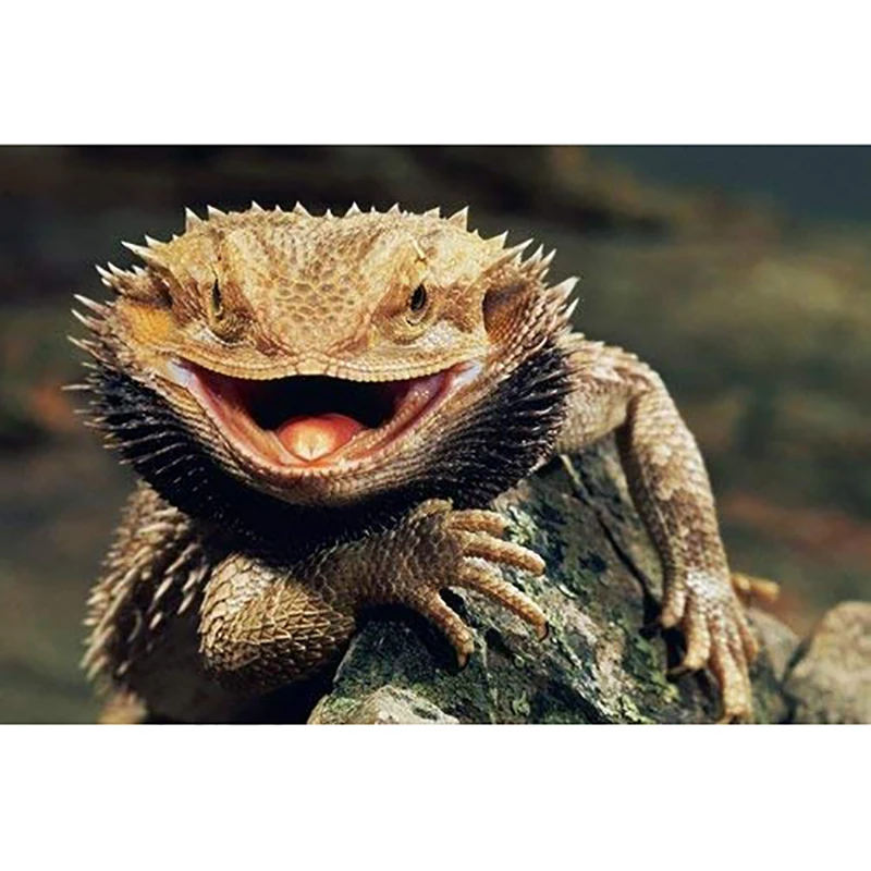 Картина для алмазной вышивки 5D с изображением медвежьих дракона ящериц |