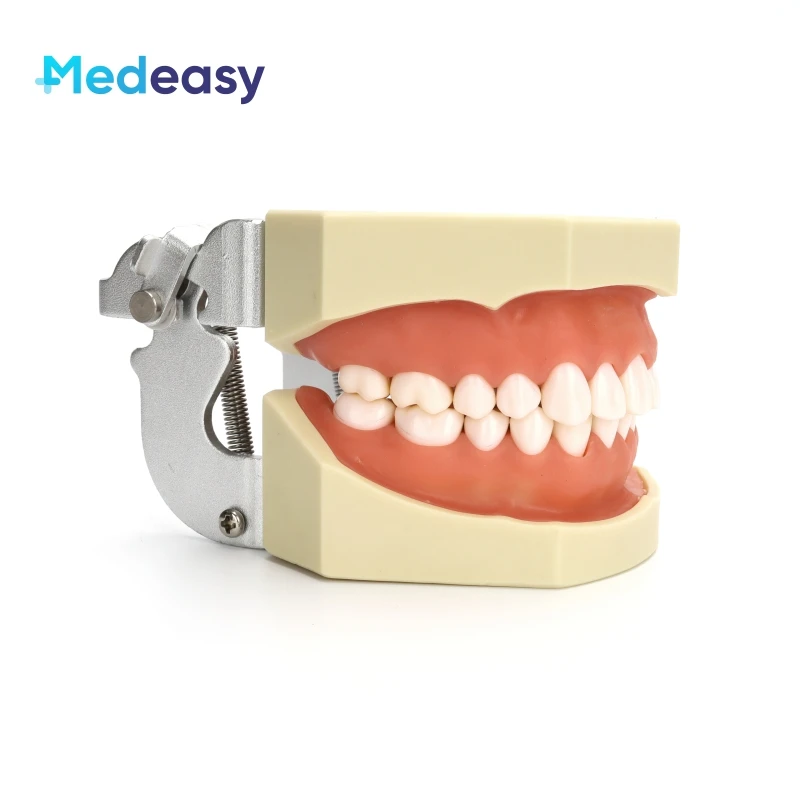 Dental Tooth Model with Removable 28 Teeth, Dental Implant Model
