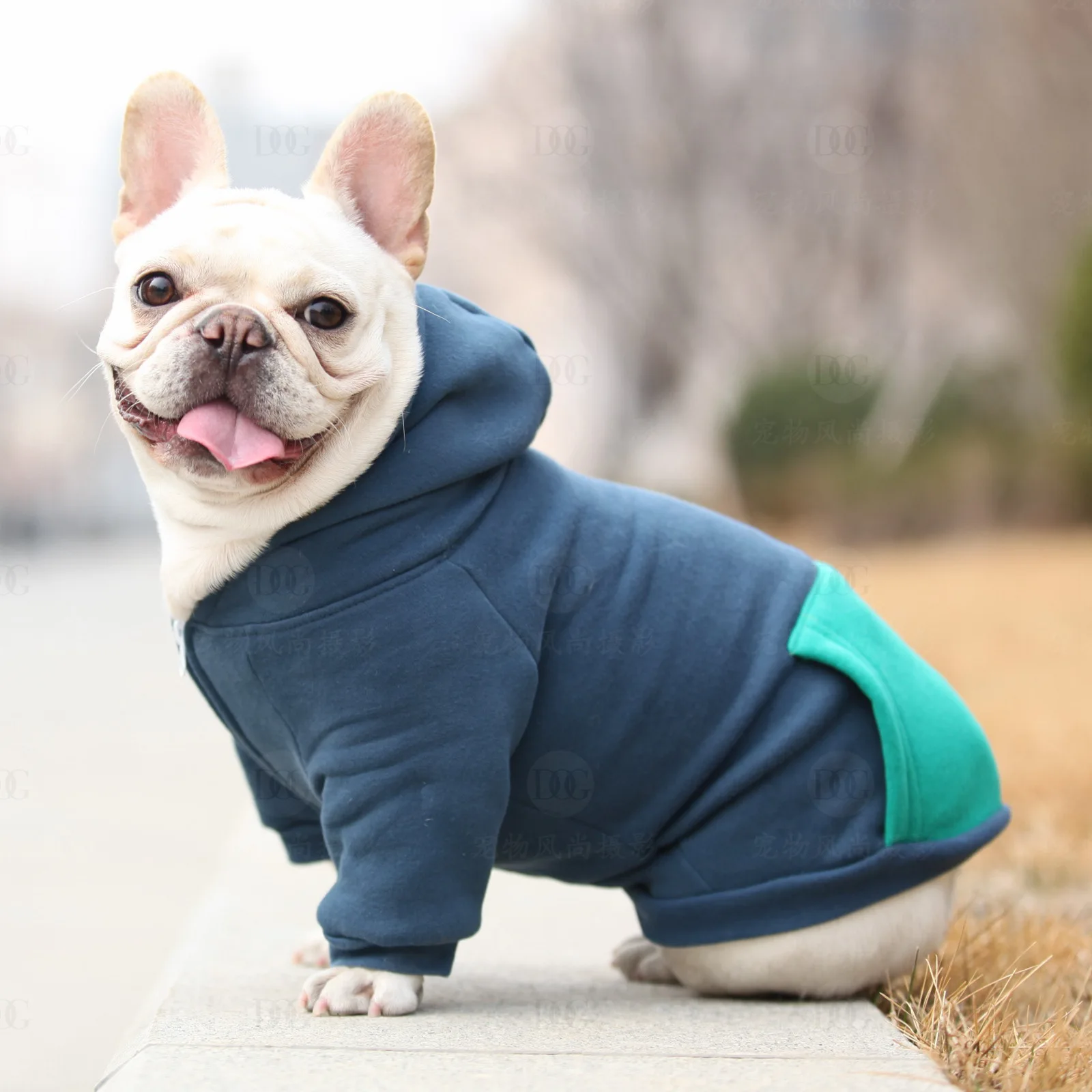 Zipper Hoodie Pet Solid Color Sweatshirt Small dog Sweater Fashion Cat Coat Spring Autumn Clothes Chihuahua Yorkshire Poodle