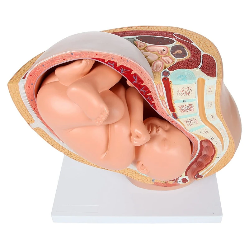 

Human Pregnancy Fetal Development 9Th Month Embryonic Pelvic Model Fetus Foetus Pregnancy Anatomy Of The Placenta Model
