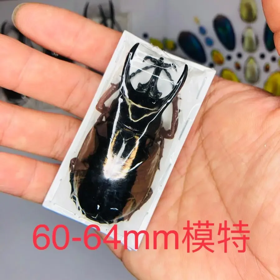 

Статуэтка настоящего насекомого Чалькокома Атлас