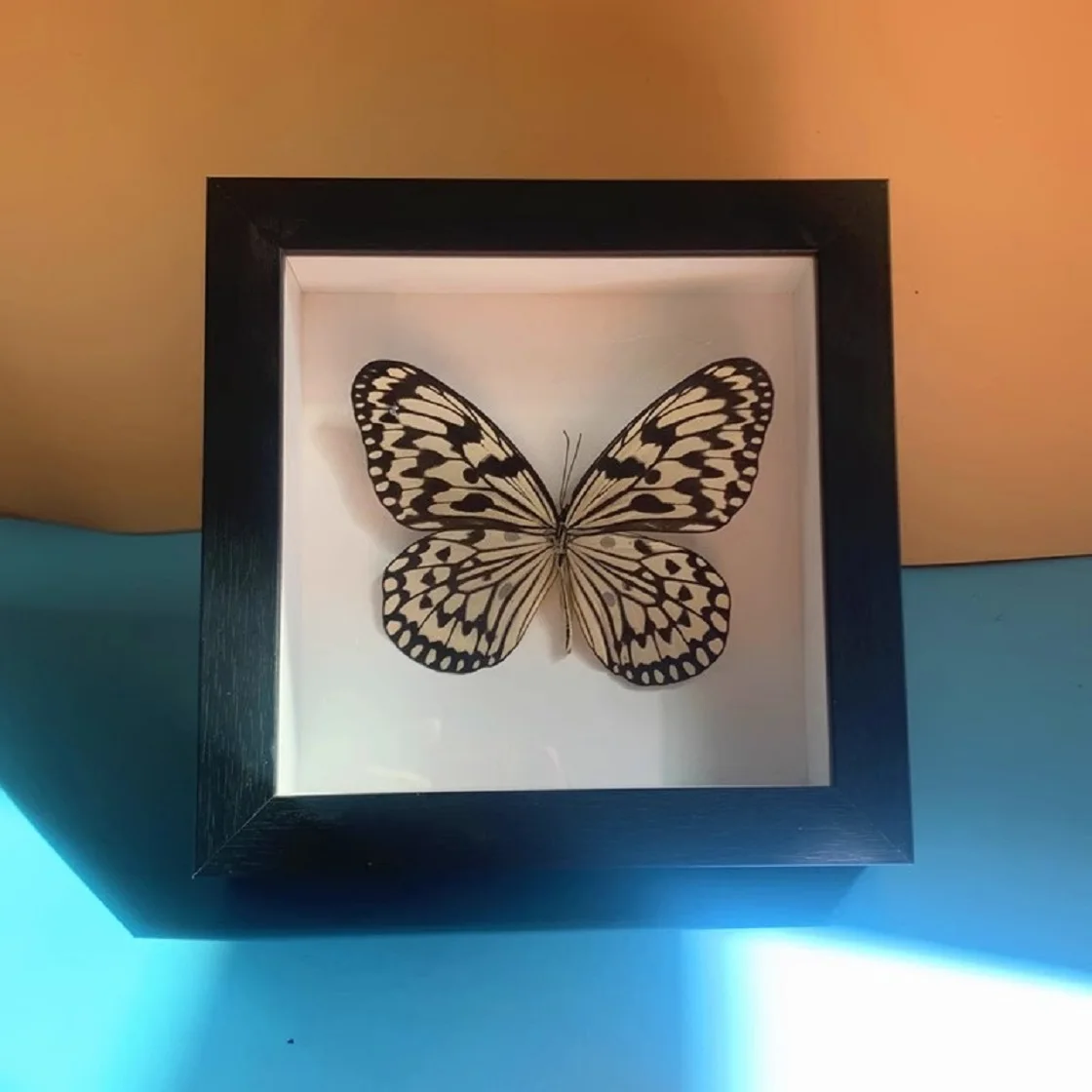 Рамка для демонстрации растений и насекомых трехмерная фоторамка коробка