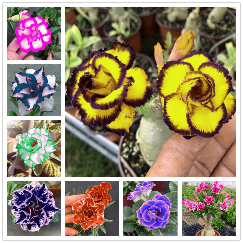 

2 шт., Необычные растения для дома