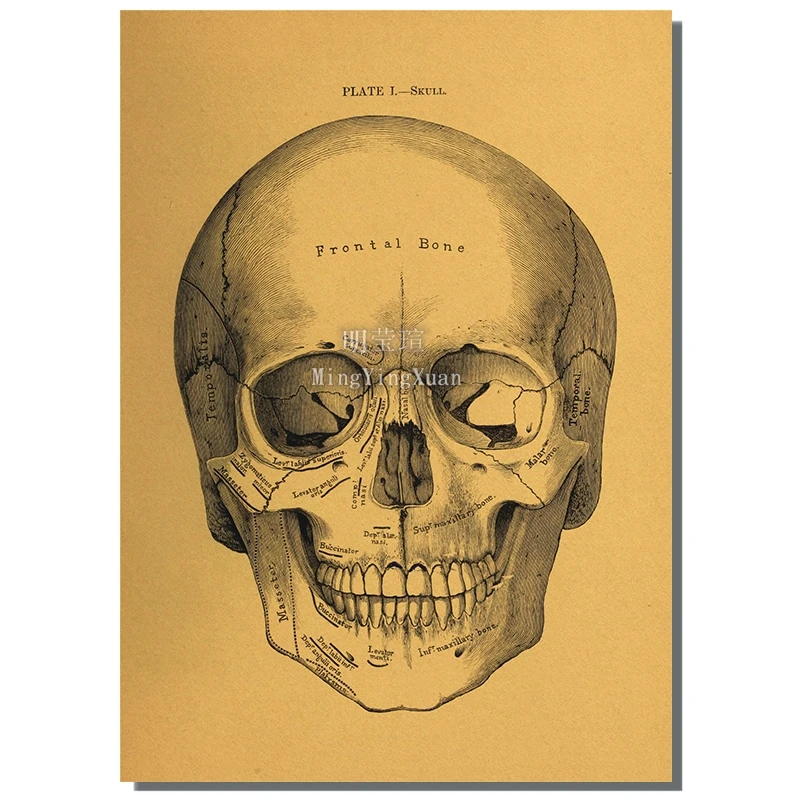 

Постеры анатомии человека на крафтовой бумаге