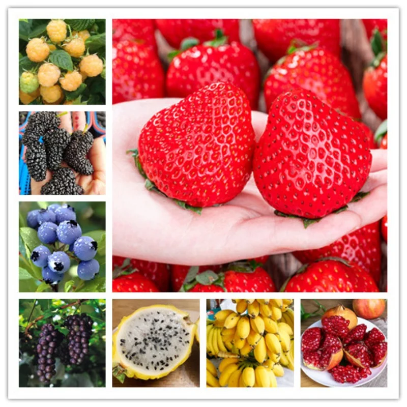 

9 Styles 20 Pcs Fruit Seeds Strawberry Dragon Fruit Blueberry Mulberry Banana Raspberries Grapes Pomegranate