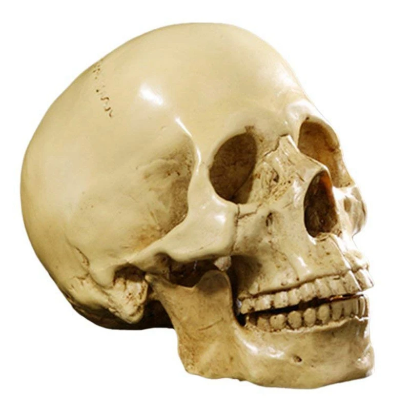 

4X Model 1: 1 Resin Human Skull Anatomical Teaching Decoration Yellow