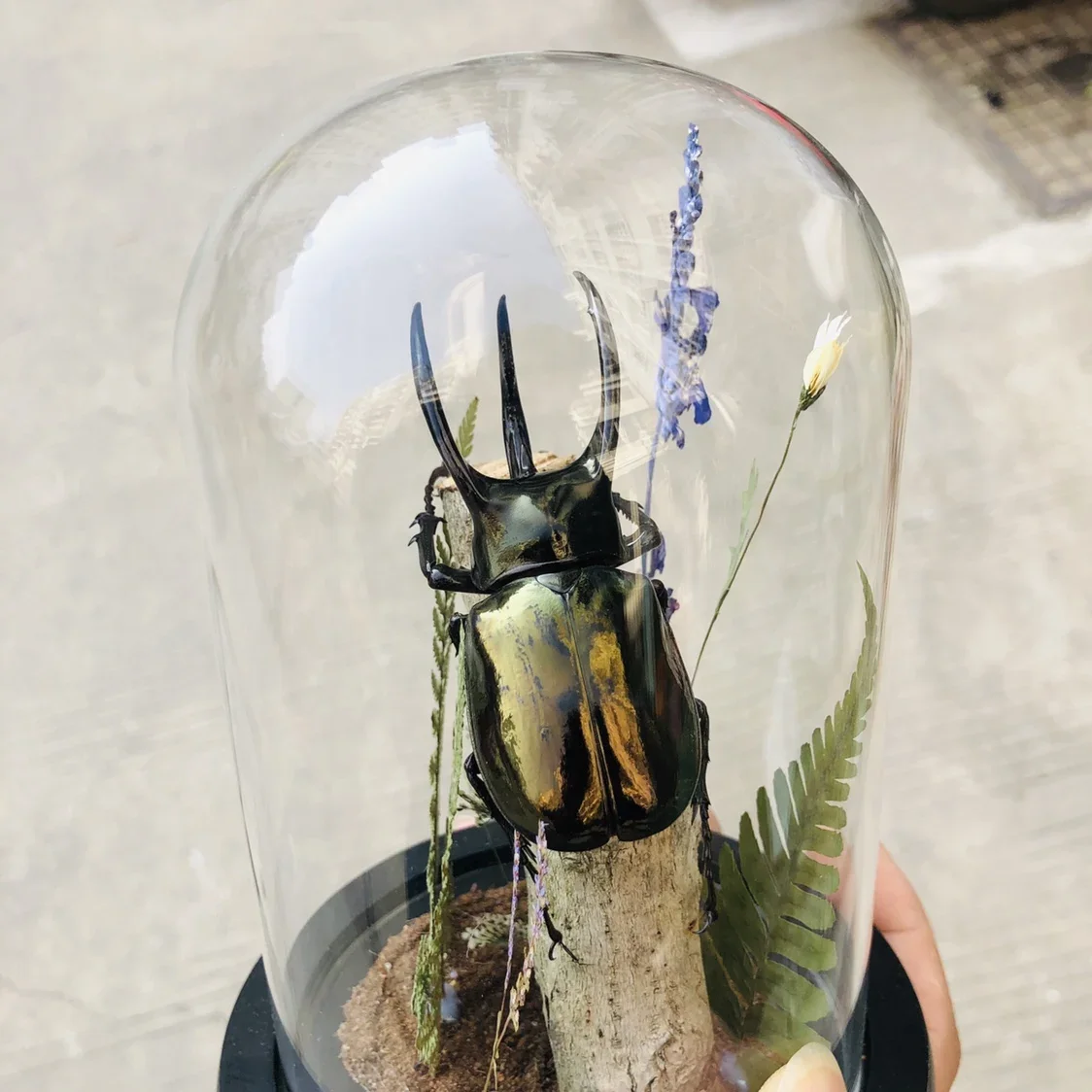 Настоящий жук образец насекомых бабочка микропейзаж стеклянная крышка дисплей