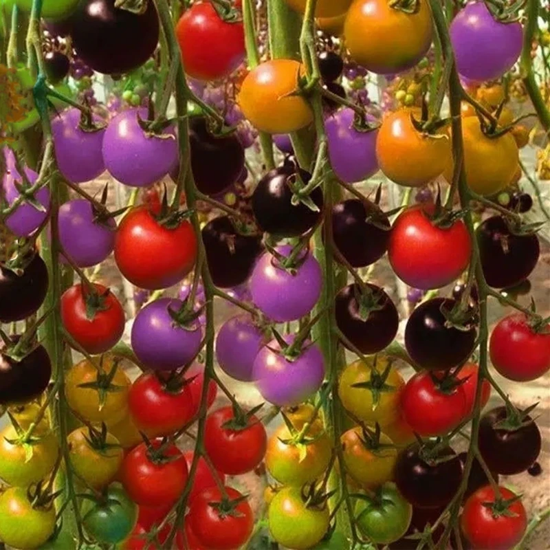 

Natrue Cherry Tomatoes Fragrant Fruits Vegetables 150Pcs