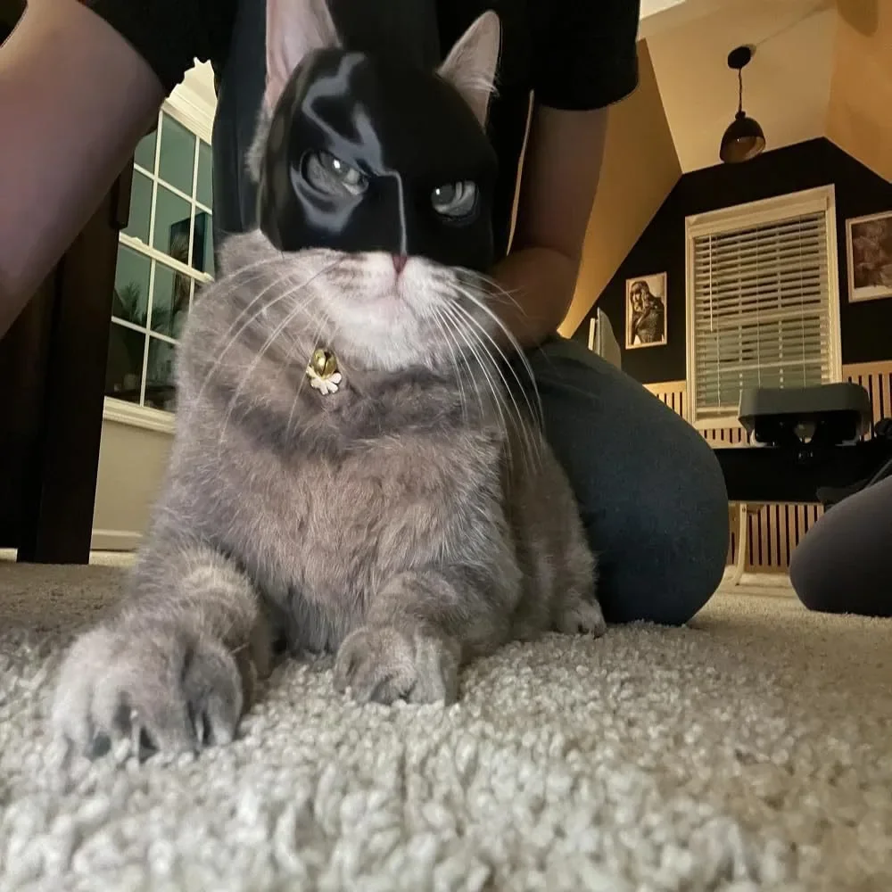 TONG Cat Bat Косплей Маска Атмосфера Опора Шляпа Черный Макияж Полумаска Вечеринка