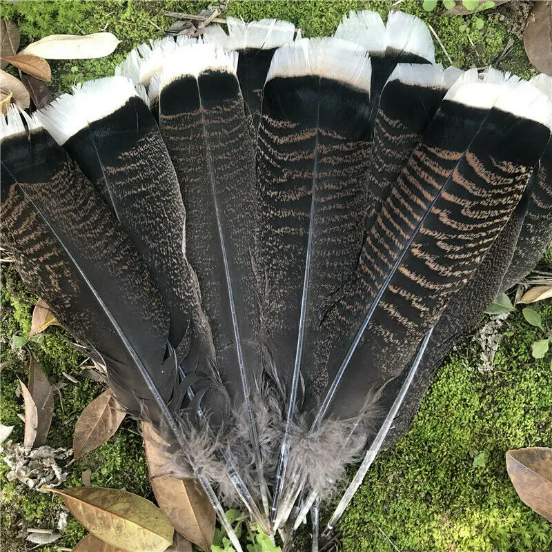 

10 pcs Unique Wild Turkey Tail Feathers 6-8 inches / 15-20 cm