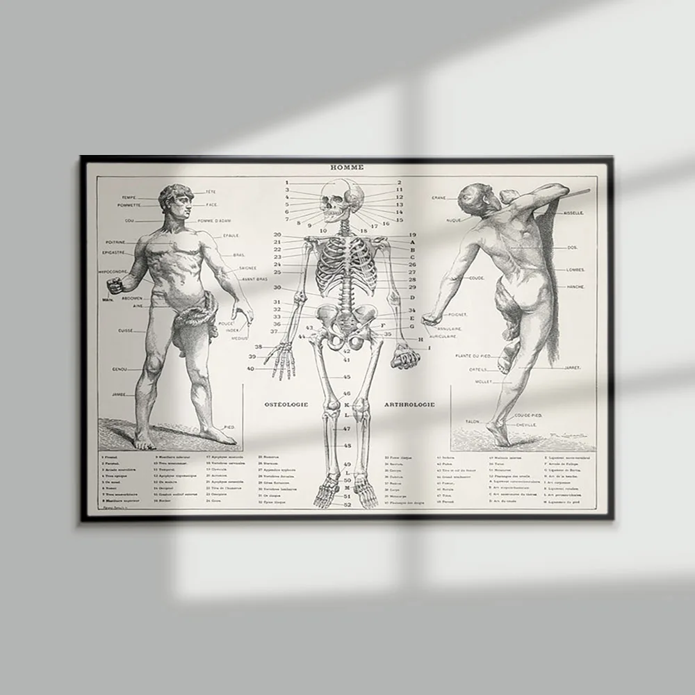 

Human Body Antique Illustration Vintage Poster Skeleton Canvas Painting Wall Art Print Picture Decor