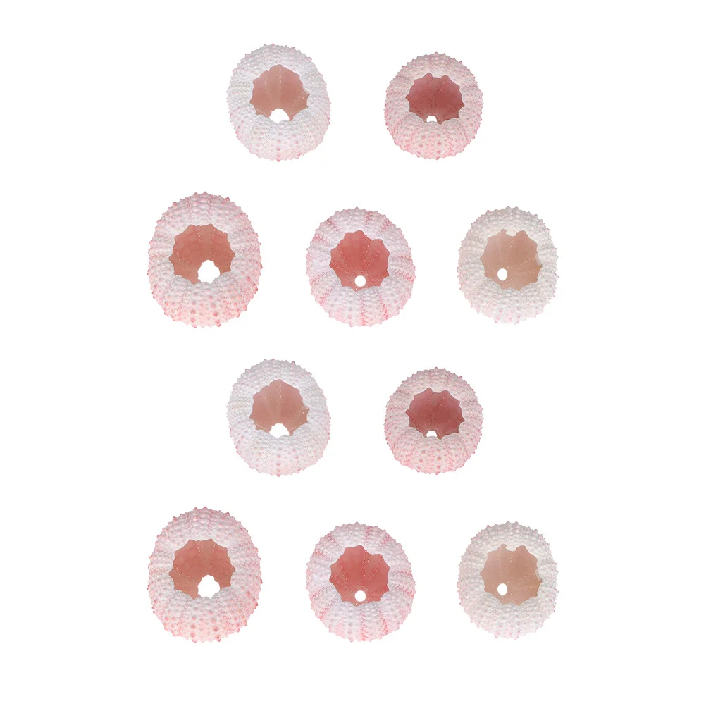 

10Pcs Urchin Planter Ocean Beach Sea Urchin Decor Urchin Miniature Seashells