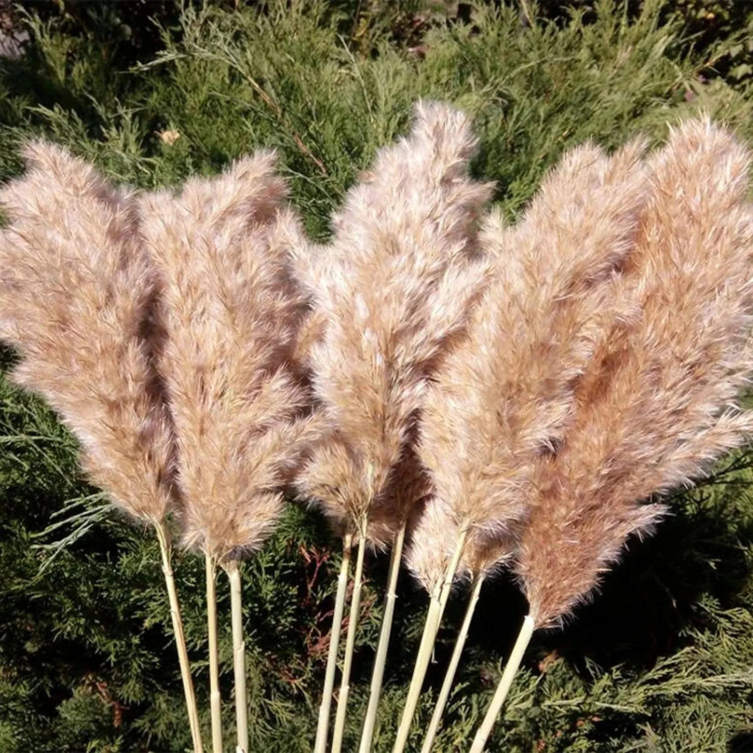

20pcs Fluffy Natural Botanical Bouquet Wedding Decorative Dried Flowers Real Large Dried Pampas Grass Grass Flowers Boho