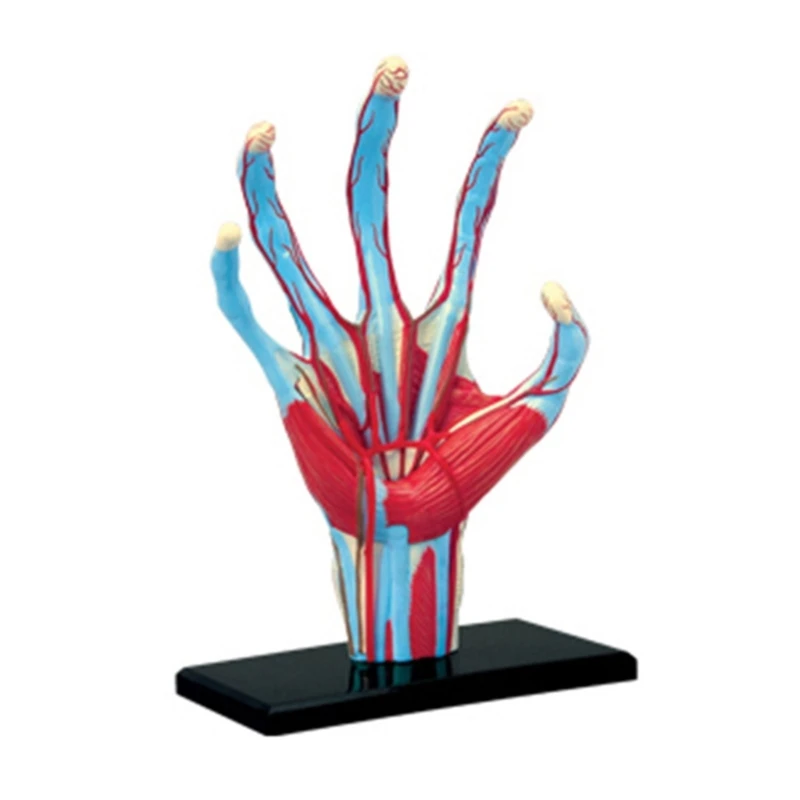 

Medical Anatomical Hand Skeleton Model with Muscles Ligaments Nerves and Blood Vessels 28Parts Easy Mounting Hand Model