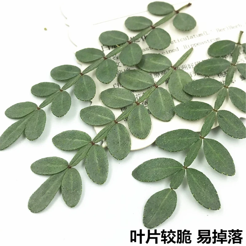 

120 шт., цветочный зантоксилум