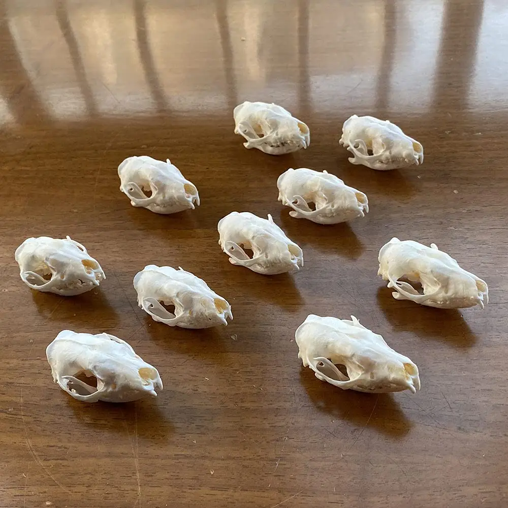 

Real Hedgehog Animal Skull Taxidermy Research Unusual Decorations
