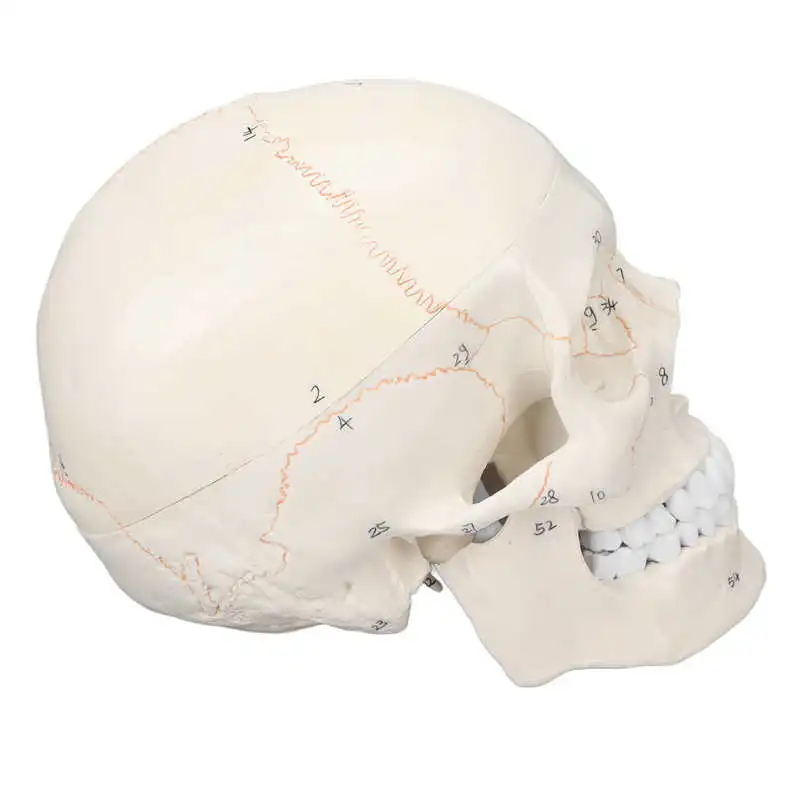 

Human Skull Anatomical Model Skull Model Hand Painted for Scientific Research
