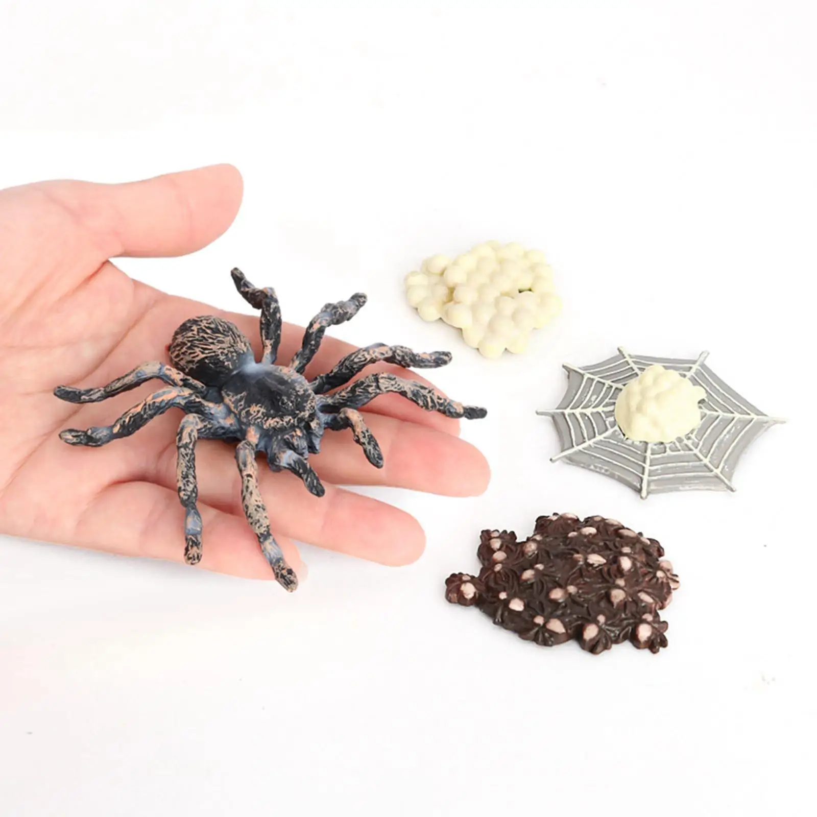 

Realistic Giant Whiteknee Spider Growth Cycle Figurine Children
