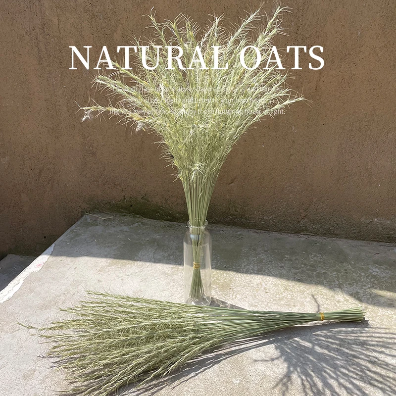 

30 stems dried oats natural flower bouquets pure natural ear of oats bouquets oats ear bunches
